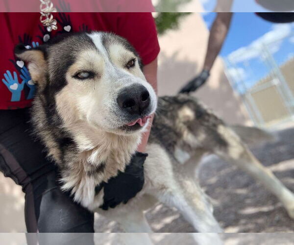 Medium Photo #6 Siberian Husky Puppy For Sale in Cedar Crest, NM, USA