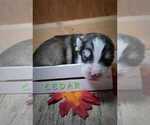 Small Photo #3 Siberian Husky Puppy For Sale in MIAMI, OK, USA