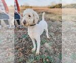 Small Photo #10 Poodle (Standard) Puppy For Sale in WAGENER, SC, USA