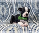 Small Photo #5 Boston Terrier Puppy For Sale in LAKELAND, FL, USA