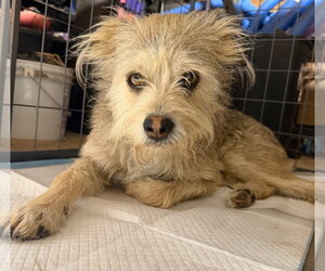 Mutt Dogs for adoption in Grafton, WI, USA