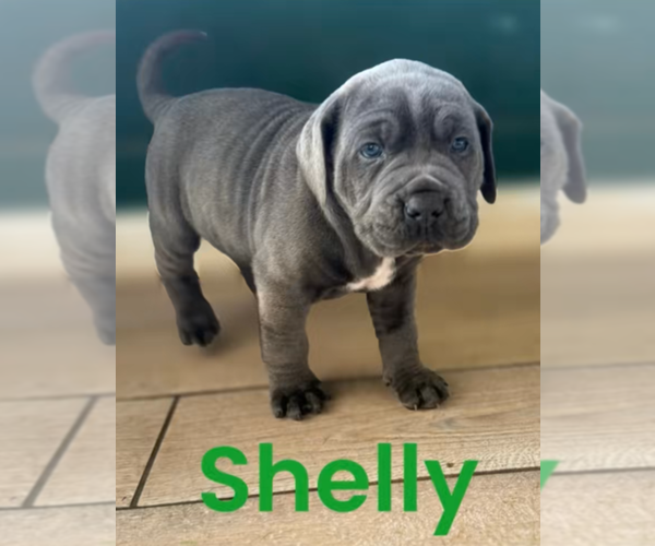 Medium Photo #1 Cane Corso Puppy For Sale in HUNTSVILLE, TN, USA