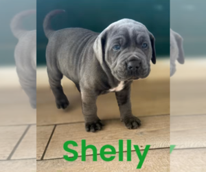 Cane Corso Puppy for sale in HUNTSVILLE, TN, USA