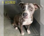 Small #1 American Staffordshire Terrier Mix