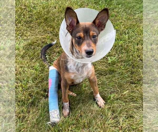 Medium Photo #1 Rat-Cha Puppy For Sale in Grovertown, IN, USA