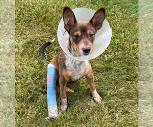 Rat-Cha Dogs for adoption in Grovertown, IN, USA