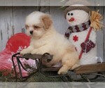 Small Photo #3 Shih Tzu Puppy For Sale in FREDERICKSBG, OH, USA