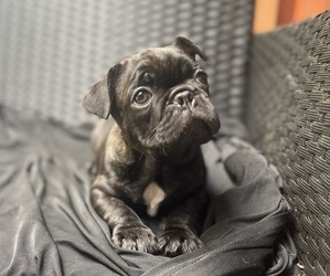 French Bulldog Puppy for sale in JONESBORO, GA, USA