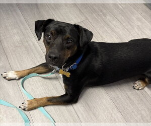 Patches - Male Mutt Dog for Adoption - Photo #4