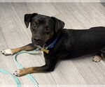 Small Photo #4 Mutt Puppy For Sale in Davis, CA, USA