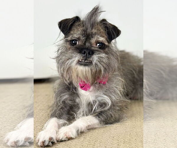 Medium Photo #4 Brussels Griffon Puppy For Sale in Bon Carbo, CO, USA