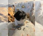 Litter of 16 - Male(s) and Female(s) Shorkie TzuLitter of Puppies for Sale - Photo #7