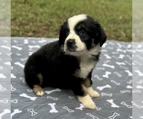 Medium Photo #1 Australian Shepherd Puppy For Sale in SALISBURY, NC, USA