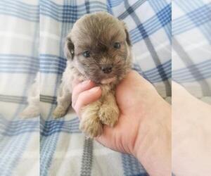 Zuchon Puppy for sale in KENDALL, WI, USA