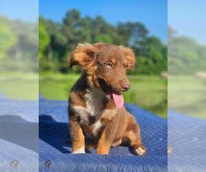 Australian Shepherd-Chihuahua Mix Dogs for adoption in Wakefield, RI, USA