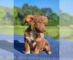 Small Australian Shepherd-Chihuahua Mix