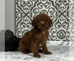 Cavapoo Puppy for sale in FRANKLIN, IN, USA