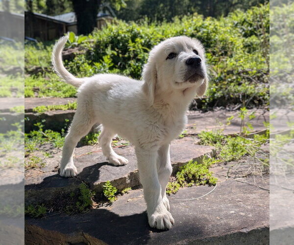 Medium Photo #2 Great Pyrenees Puppy For Sale in Vail, AZ, USA