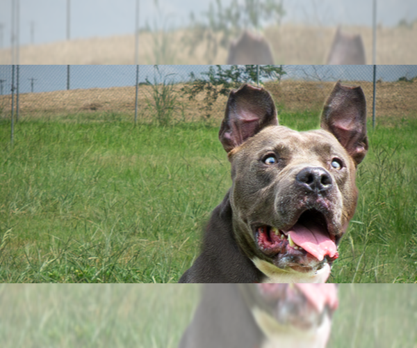 Medium Photo #5 Mutt Puppy For Sale in Abbeville, LA, USA