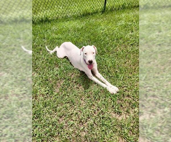 Medium Photo #2 Dogo Argentino-Unknown Mix Puppy For Sale in Ocala, FL, USA