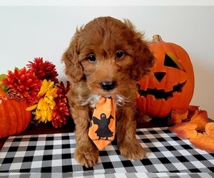 Goldendoodle Puppy for sale in ROCKFORD, MI, USA
