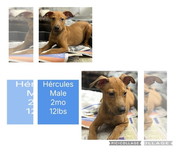 Medium Photo #2 Rhodesian Ridgeback-Vizsla Mix Puppy For Sale in Virginia Beach, VA, USA