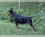 Small #7 Doberman Pinscher