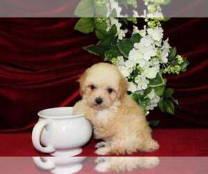 Poodle (Toy) Puppy for sale in FORT LAUDERDALE, FL, USA