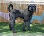 Small Poodle (Standard)