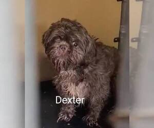 Shih Tzu Dogs for adoption in New York, NY, USA