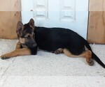Small Photo #8 German Shepherd Dog Puppy For Sale in MORRISVILLE, MO, USA