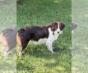 Mother of the Australian Shepherd-Miniature Australian Shepherd Mix puppies born on 09/01/2025