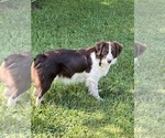 Small Photo #1 Australian Shepherd-Miniature Australian Shepherd Mix Puppy For Sale in WILLIS, VA, USA