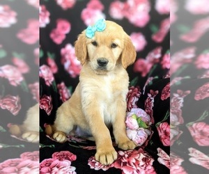 Golden Retriever Puppy for sale in OXFORD, PA, USA