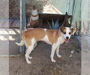 Penny- - Female Mutt Dog for Adoption - Photo #5