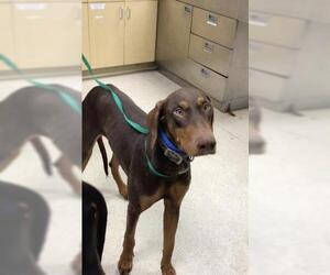 Doberman Pinscher Dogs for adoption in Riverside, CA, USA