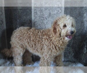 Mother of the Goldendoodle (Miniature) puppies born on 05/07/2022