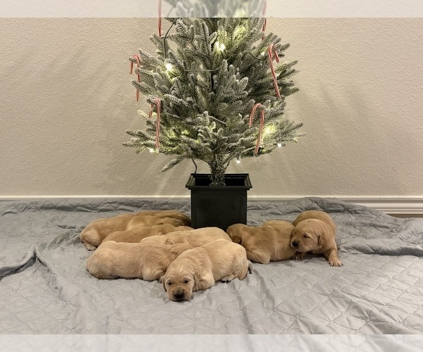 Medium Photo #7 Golden Retriever Puppy For Sale in CADDO MILLS, TX, USA