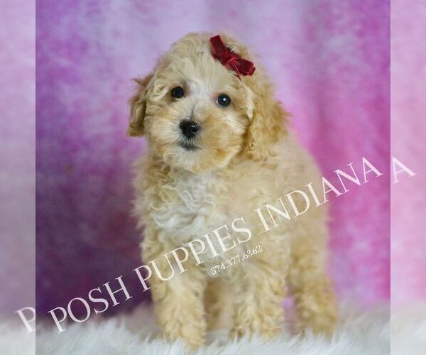 Medium Photo #1 Maltipoo (Toy) Puppy For Sale in WARSAW, IN, USA