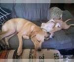 Small Photo #10 Mutt Puppy For Sale in Aurora, IN, USA