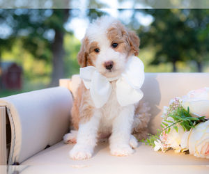 Border Collie-Poodle (Miniature) Mix Puppy for sale in CONWAY, MO, USA