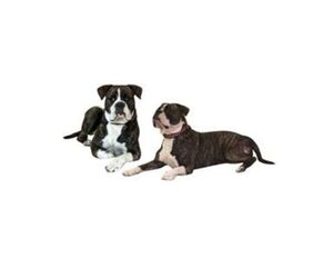 Mother of the Alapaha Blue Blood Bulldog puppies born on 12/28/2025