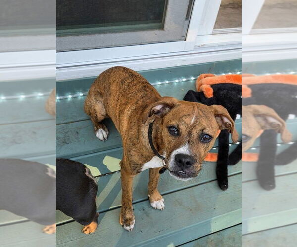 Medium Photo #1 Boxer-Unknown Mix Puppy For Sale in Alexander, AR, USA