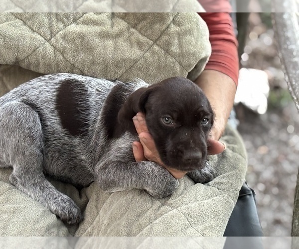 Medium Photo #7 German Shorthaired Pointer-German Wirehaired Pointer Mix Puppy For Sale in DEFUNIAK SPRINGS, FL, USA
