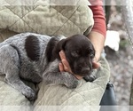 Small Photo #7 German Shorthaired Pointer-German Wirehaired Pointer Mix Puppy For Sale in DEFUNIAK SPRINGS, FL, USA