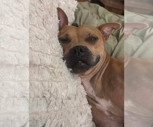 American Pit Bull Terrier-Unknown Mix Dogs for adoption in Germantown, OH, USA
