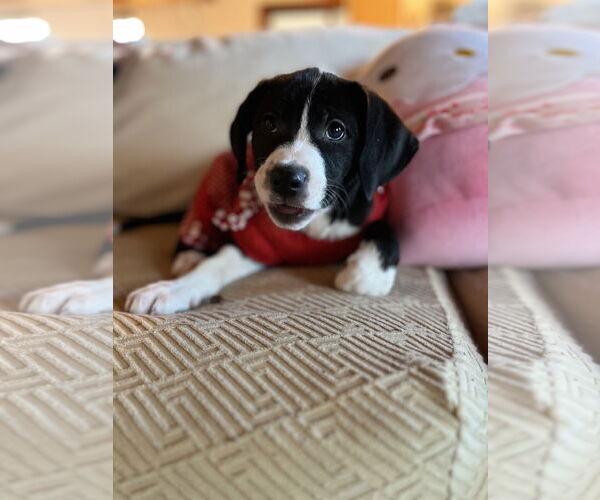 Medium Photo #5 Labrador Retriever-Unknown Mix Puppy For Sale in Holly Springs, NC, USA