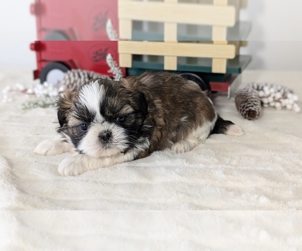 Medium Photo #29 Shih Tzu Puppy For Sale in GOSHEN, IN, USA
