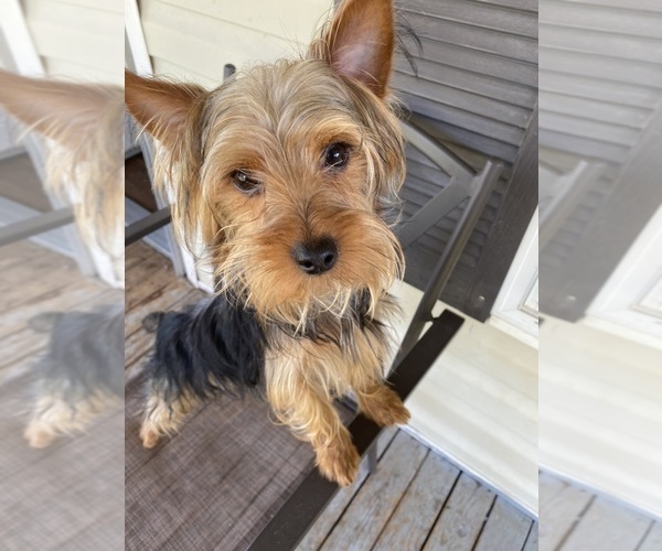 Medium Photo #2 Yorkshire Terrier Puppy For Sale in BETHLEHEM, GA, USA