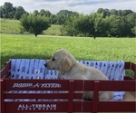 Small Photo #8 Golden Retriever Puppy For Sale in AUSTIN, KY, USA